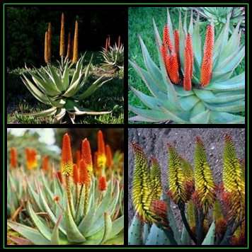 Aloe spectabilis - Natal Aloe - 5 Seed Pack - Indigenous Succulent - Worldwide Shipping, NEW