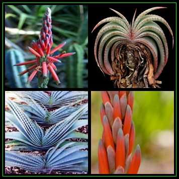 Aloe suprafoliata - Book Aloe - 10 Seed Pack - Indigenous Succulent - Worldwide Shipping, NEW