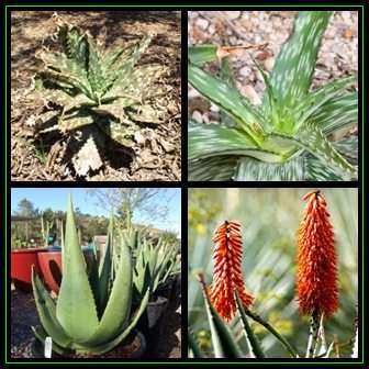Aloe transvaalensis Seeds -Transvaal Zebra Aloe - Indigenous Succulent -Global Shipping- NEW