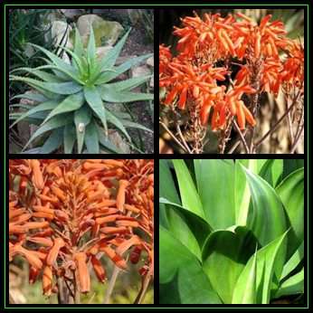 Aloe umfoloziensis - 5 Seed Pack - Indigenous South African Succulent - NEW
