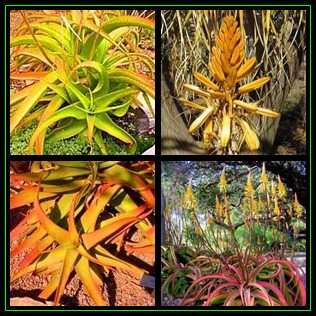 Aloe vanbalenii - Van Balen's Aloe - 5 Seed Pack - Indigenous South African Succulent - NEW