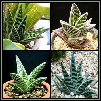 Aloe variegata - Tiger Aloe - 10 Seed Pack - Indigenous Succulent - NEW