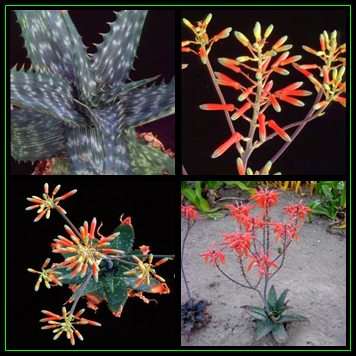 Aloe vogtsii Seeds - Vogts's Aloe - Indigenous Succulent - Worldwide Shipping, NEW