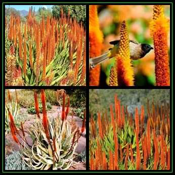 Aloe vryheidensis - Wolkberg Aloe - 10 Seed Pack - Indigenous Succulent - Worldwide Shipping, NEW