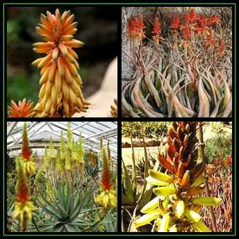 Aloe wickensii - Geelaalwyn - 5 Seed Pack - Indigenous Succulent - Worldwide Shipping, NEW