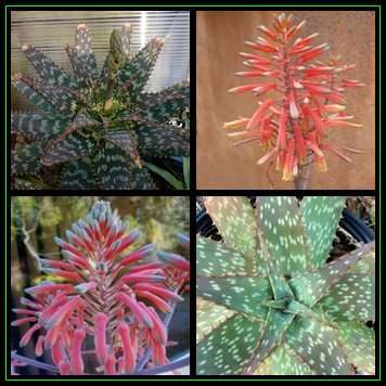 Aloe zebrina Seeds - Zebra Leaf Aloe - Indigenous Succulent - Worldwide Shipping, NEW