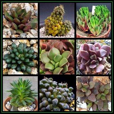 Anacampseros Mixed Species - 100 Seed Pack Indigenous Succulent - Worldwide Shipping, NEW BULK