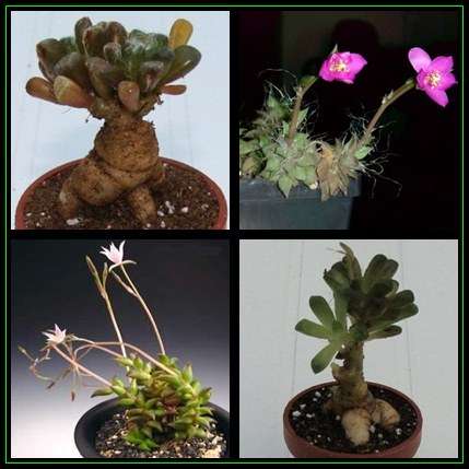 Anacampseros arachnoides Seeds - Indigenous Succulent - Worldwide Shipping