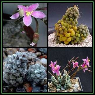 Anacampseros baeseckei Seeds - Indigenous Succulent - Worldwide Shipping,