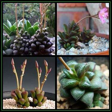 Anacampseros subnuda - 20 Seed Pack Indigenous Succulent - Worldwide Shipping