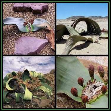 Welwitschia mirabilis Seeds - Grows 2000 years old! - Worldwide Shipping, NEW