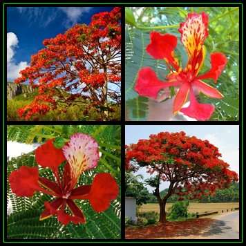 Delonix regia Tree Seeds - 5 Seed Pack - Royal poinciana, Flamboyant tree, Flame tree - Exotic New