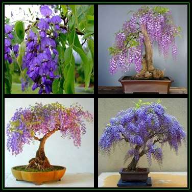 Bolusanthus speciosus - Tree Wisteria Bonsai Seeds + FREE Seeds & Bonsai eBook - Indigenous New