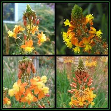 Bulbine frutescens Orange Seeds - 10 Seed Pack - Indigenous Succulent - Worldwide Shipping, NEW