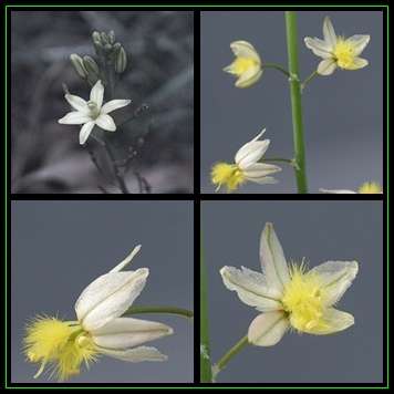 Bulbine frutescens White Seeds - 10 Seed Pack - Indigenous Succulent - Worldwide Shipping, NEW