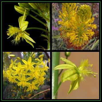 Bulbine frutescens Yellow Seeds - 10 Seed Pack - Indigenous Succulent - Worldwide Shipping, NEW