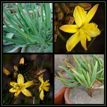 Bulbine lagopus Seeds - 10 Seed Pack - Indigenous Succulent - Worldwide Shipping, NEW