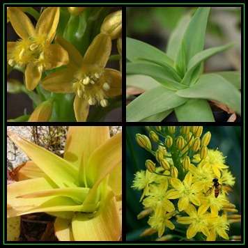 Bulbine latifolia Seeds - Indigenous Succulent - Worldwide Shipping, NEW