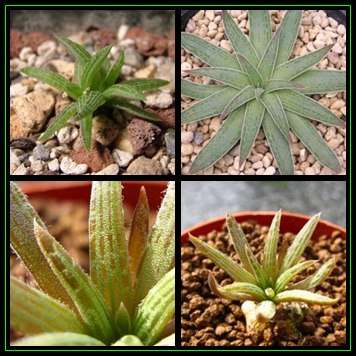 Bulbine margarethae Seeds - 10 Seed Pack - RARE Indigenous Succulent - Worldwide Shipping, NEW