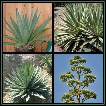 Agave angustifolia - Caribbean Agave - 5 Seed Pack Exotic Succulent - Worldwide Shipping, NEW