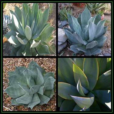 Agave celsii Seeds - Exotic Succulent - Worldwide Shipping, NEW