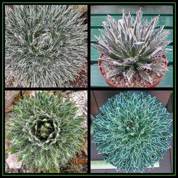 Agave parviflora Seeds - Exotic Succulent - Worldwide Shipping, NEW