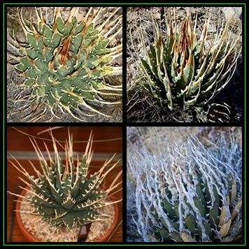 Agave utahensis var. eborispina Seeds -  Exotic Succulent - Worldwide Shipping, NEW