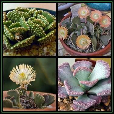 Aloinopsis malherbei - 10 Seed Pack Indigenous Succulent Mesemb - Worldwide Shipping, NEW