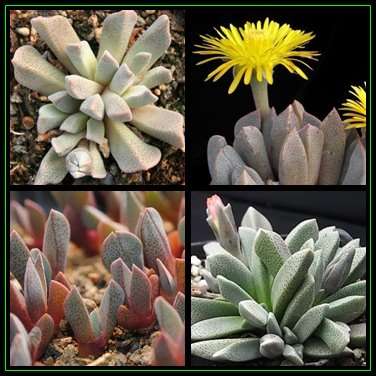 Aloinopsis orpenii Seeds - Indigenous Succulent Mesemb - Worldwide Shipping, NEW