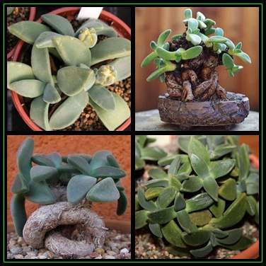 Aloinopsis peersii - 10 Seed Pack Indigenous Succulent Mesemb - Worldwide Shipping, NEW