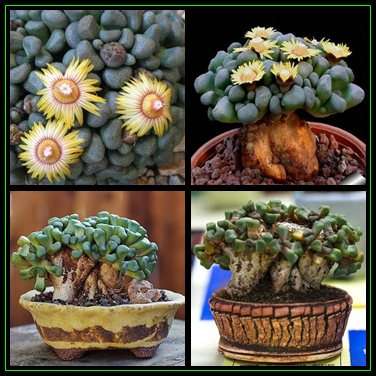 Aloinopsis schooneesii Seeds - Indigenous Succulent Mesemb - Worldwide Shipping, NEW