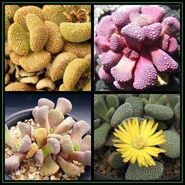 Aloinopsis villetii - 20 Seed Pack - Indigenous Succulent Mesemb - Worldwide Shipping, NEW