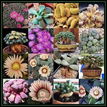 Aloinopsis Mixed Species - 10 Seed Pack - Indigenous Succulent Mesemb - Worldwide Shipping, NEW