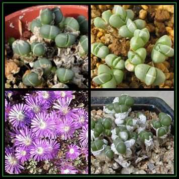 Antimima evoluta - 20 Seed Pack - Indigenous Succulent Mesemb - Worldwide Shipping, NEW