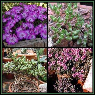 Antimima pygmaeum Seeds - Indigenous Succulent Mesemb - Worldwide Shipping, NEW