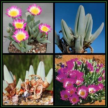 Antimima ventricosa - 10 Seed Pack - Indigenous Succulent Mesemb - Worldwide Shipping, NEW