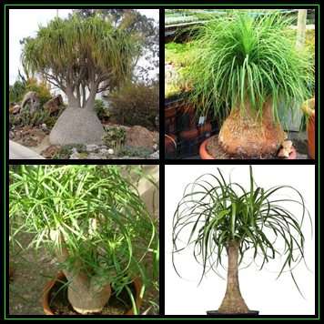 Ponytail Palm - Beaucarnea recurvata Seeds - 10 Seed Pack - Nolina recurvata - Exotic Tropical Tree
