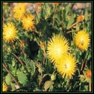 Apatesia pillansii Seeds - Indigenous Succulent Mesemb - Worldwide Shipping, NEW