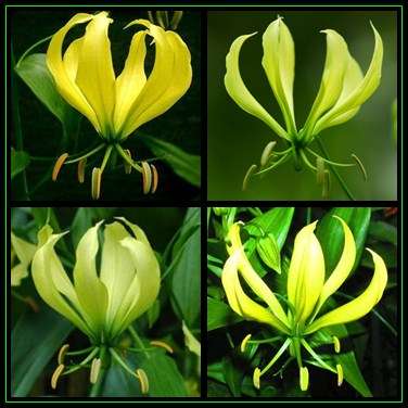 Gloriosa greenii - 5 Seed Pack - Beautiful & Super Rare Indigenous Tuberous Perennial Climber - NEW