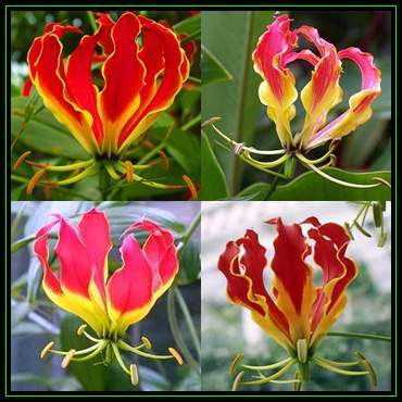 Gloriosa superba - Flame Lily - 15 Seed Pack - Indigenous Bulbous Perennial Climber Vine - NEW
