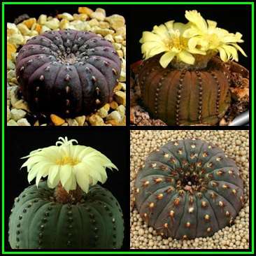 Frailea castanea Seeds - Rare Exotic Cactus Succulent - Combined Global Shipping NEW