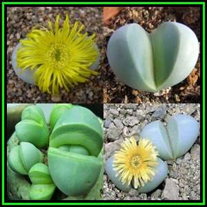 Argyroderma delaettii-aureum - 10 Seed Pack - Indigenous Succulent Mesemb - Verfied User - NEW