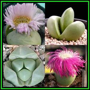 Argyroderma delaettii Seeds - Indigenous Succulent Mesemb - Combined Global Shipping NEW