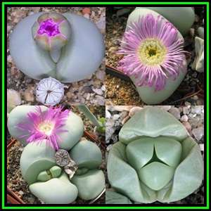 Argyroderma pearsonii forma pearsonii - 10 Seed Pack - Indigenous Succulent Mesemb - NEW