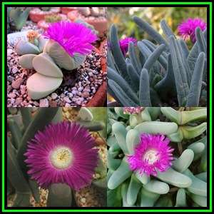 Argyroderma fissum Seeds - Indigenous Succulent Mesemb - Verfied Seller, Global Shipping- NEW