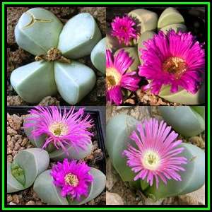 Argyroderma ringens - 5 Seed Pack - Indigenous Succulent Mesemb - Verfied User - NEW