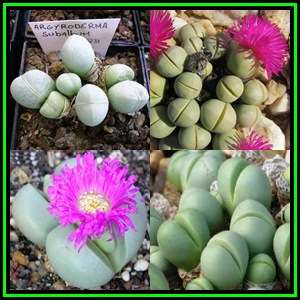 Argyroderma subalbum Seeds - Indigenous Succulent Mesemb - Verfied Seller Global Shipping - NEW