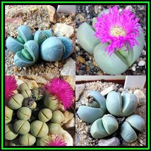 Argyroderma subalbum -20 Seed Pack- Indigenous Succulent Mesemb -Verfied Seller Global Shipping- NEW
