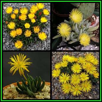 Bergeranthus vespertinus Seeds - Indigenous South African Succulent Mesemb - NEW