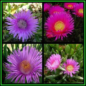Carpobrotus deliciosus Seeds - Indigenous Succulent Mesemb - Global Shipping - NEW